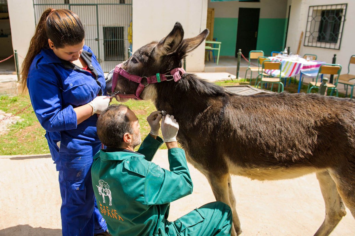 TogetherAnimals's tweet photo. Our members carry out lifesaving work helping thousands of animals who are homeless, neglected, or suffering from injury or disease 💻 https://t.co/CI4YC14WPM #charity #animalwelfare #MondayMotivaton https://t.co/NpLMjywrFI