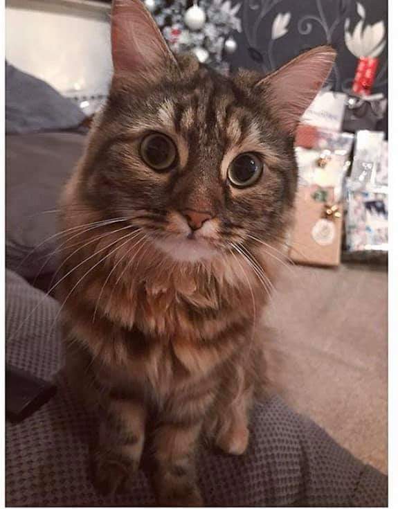 AlanDaffern's tweet photo. *#Urgent Requires Epilepsy Medication* "Coco" is #Missing in the #Oldbury area of the #WestMidlands #B69. She was seen on the cameras on Pool Lane at 4-40am on the 28th of March 2020. Will you please check around your garden/out-buildings/under hedges
#lostcat #scanme #reward https://t.co/kkj6LpYlOb