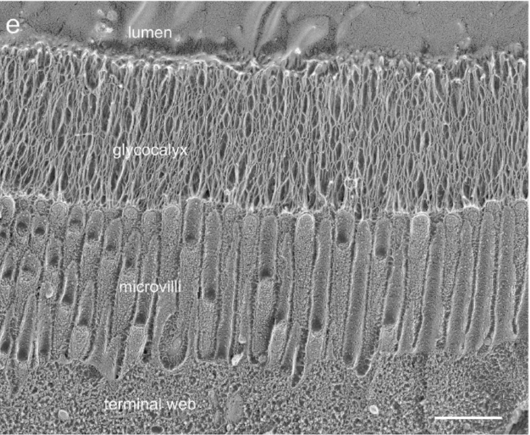 This thick glycocalyx layer protects our mucosas from viral infections. But it works only if well hydrated. In heated residential and commercial buildings air humidity is often below 25% which inactivates mucosal barrier and promotes infection. #COVID19  tinyurl.com/w77ap76