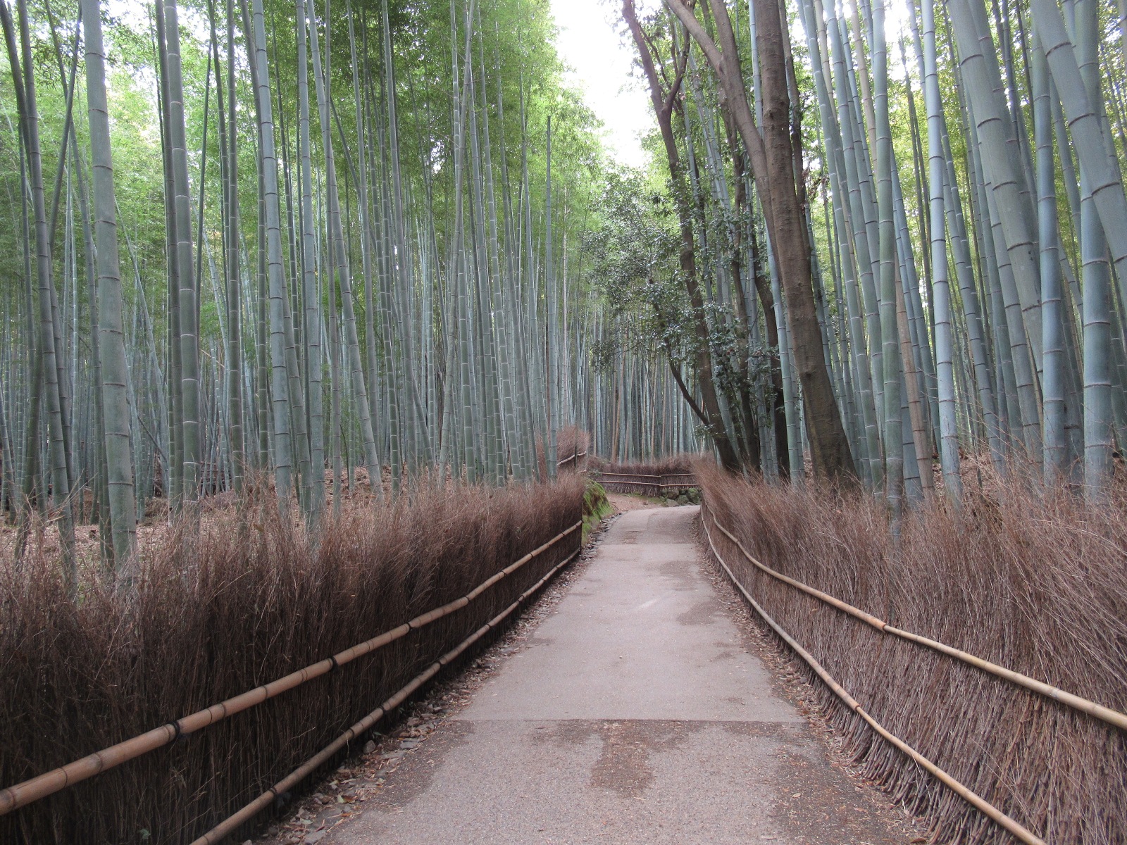Twitter 上的ｉｋｙｓ 年3月30日京都嵐山竹林 京都 嵐山 竹林https T Co Gstxiq40w8 Twitter