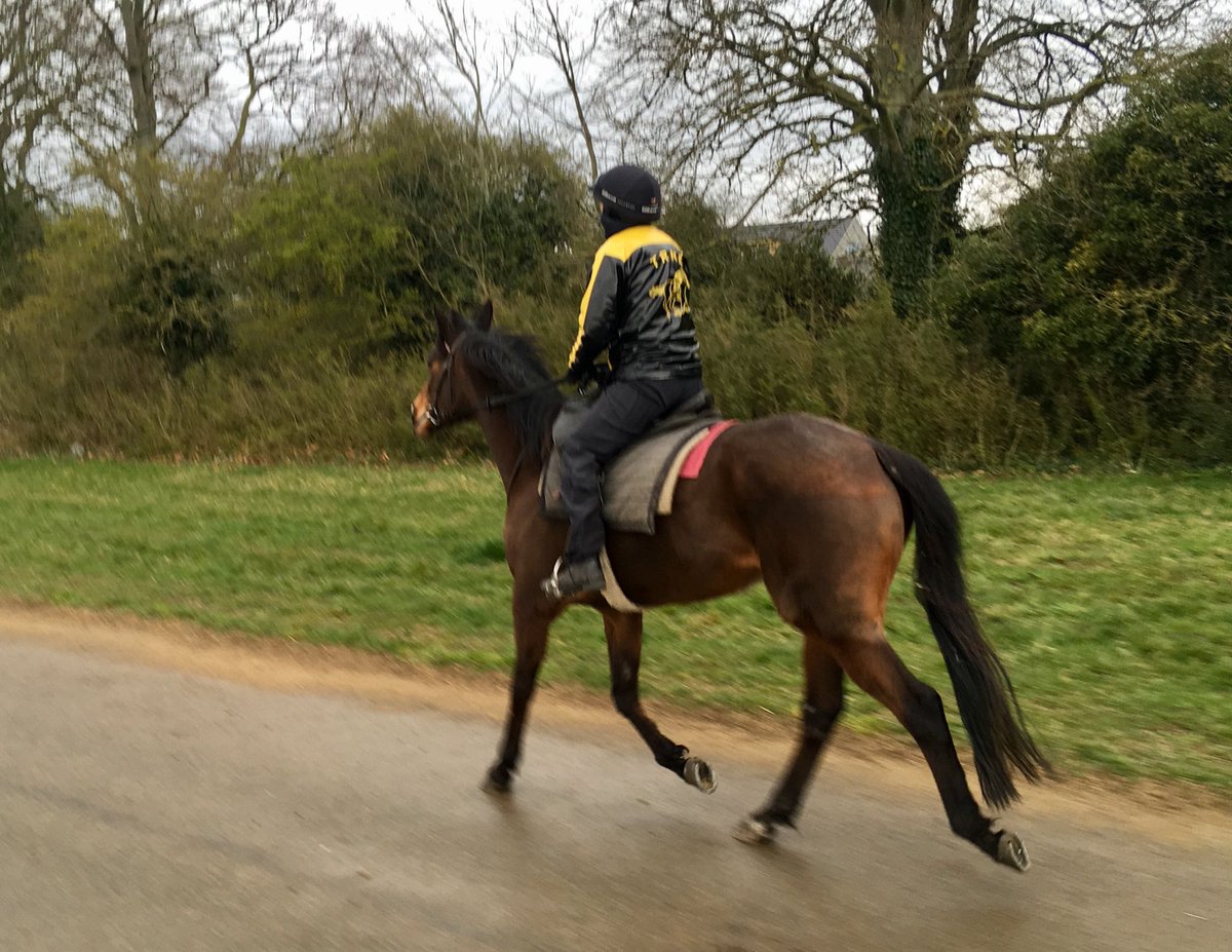 JohnWathenBerry's tweet photo. Great excitement @NewmarketGallop - the temperature has climbed to 1 degree. On the downside, it’s been raining #HopeIsHigh https://t.co/yz9wQFnM7c