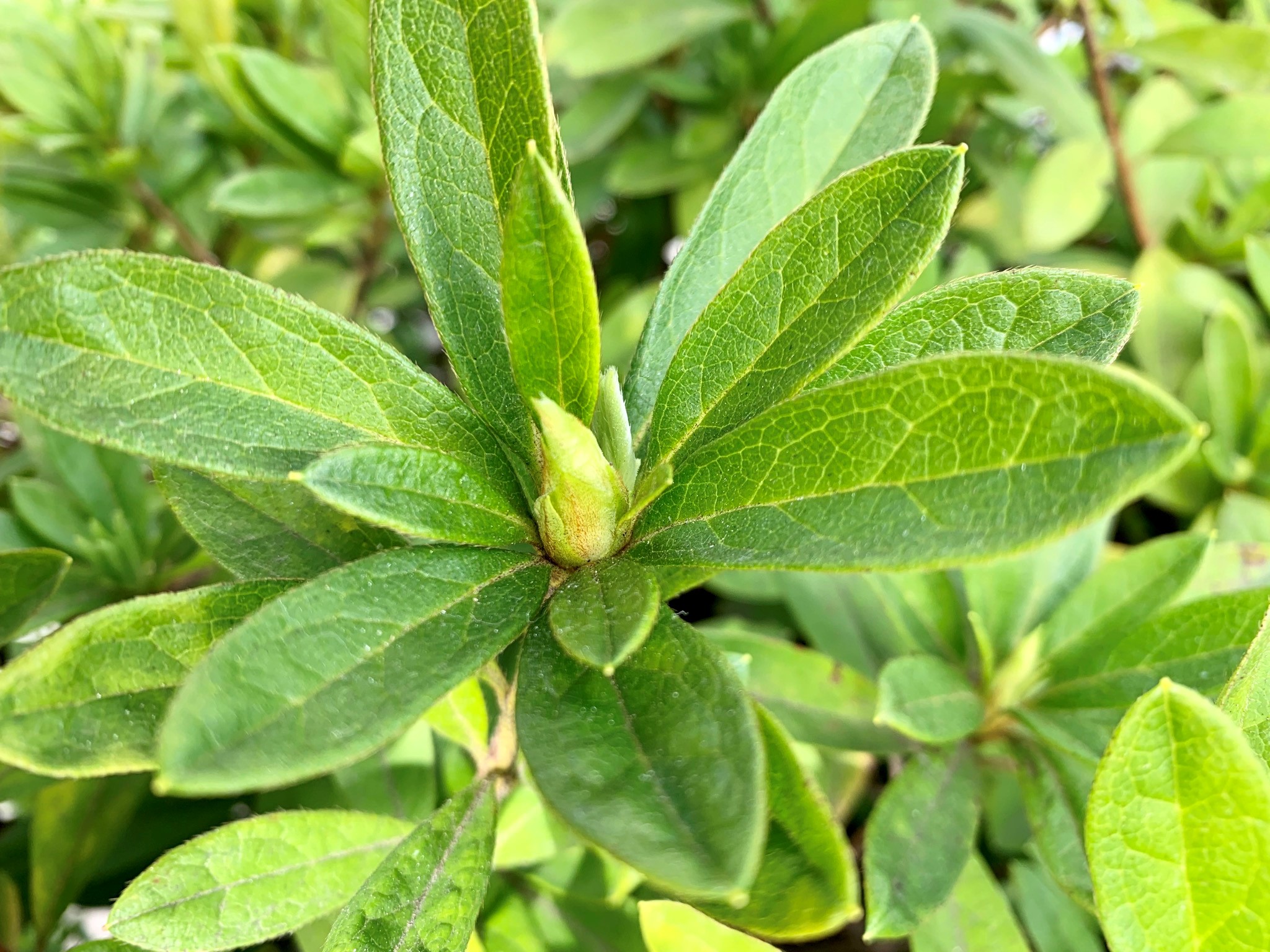 台東区公園課 Taito Park 公園や街路樹の生垣として大活躍しているこの植物 そう ツツジ です 写真はオオムラサキツツジといいます ツツジにも新芽や花芽という春が訪れていました 葉の小さい サツキツツジ 等 少し違えど 皆様にとっても身近