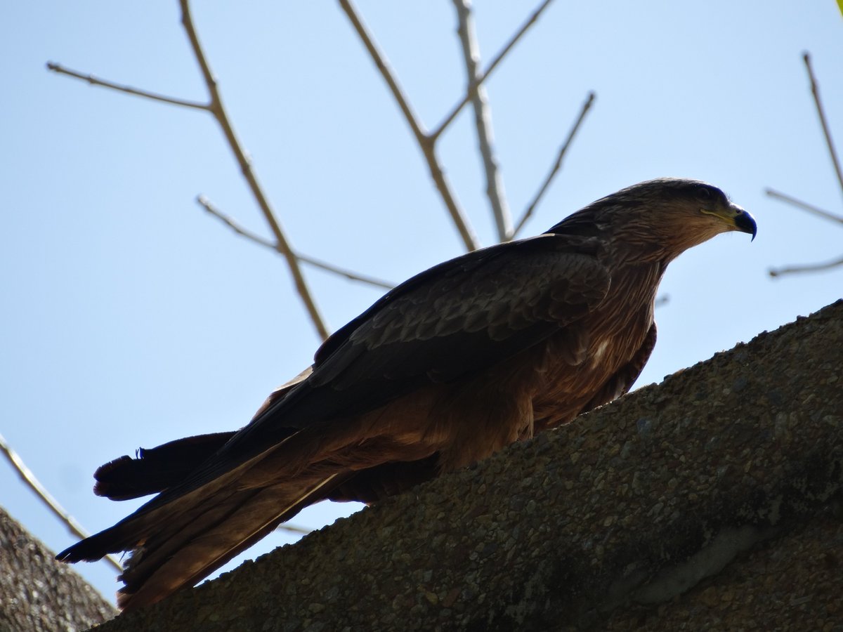 nirupamakotru's tweet photo. #TheKiteRunner
A most fruitful forenoon spent intermittently(in between work-related mails&calls)tracking a #PariahKite,as it gathered twigs for its #nest.Nest conveniently located just outside our garden gate.Enjoy pics of this beauty <3
#StayHomeStaySafe
#IndiaFightsCorona https://t.co/TQJD3dVEMO
