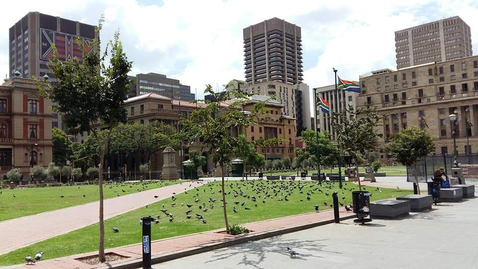 DJEloff's tweet photo. Look at how the animal life has returned to the Pretoria CBD since the lockdown. 🕊️ https://t.co/QWU77sEmwH