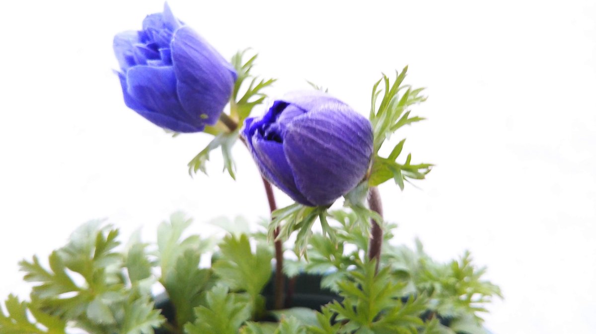 Twitter 上的 Laguna 歌担当 ツル 去年苗を買って 花が終わった後球根をとっておいて秋に植えたアネモネ 蕾が出て花が咲きそうになっていた 全く期待していなかった分喜びもひとしお と書いたところで左の花の花びらに小さい緑の粒を発見 アブラムシか