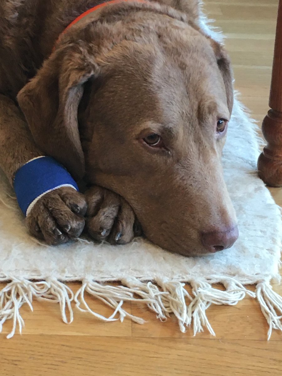 JahrenLabLab's tweet image. This is the worst thing that has happened to any dog ever and I mean like ever.