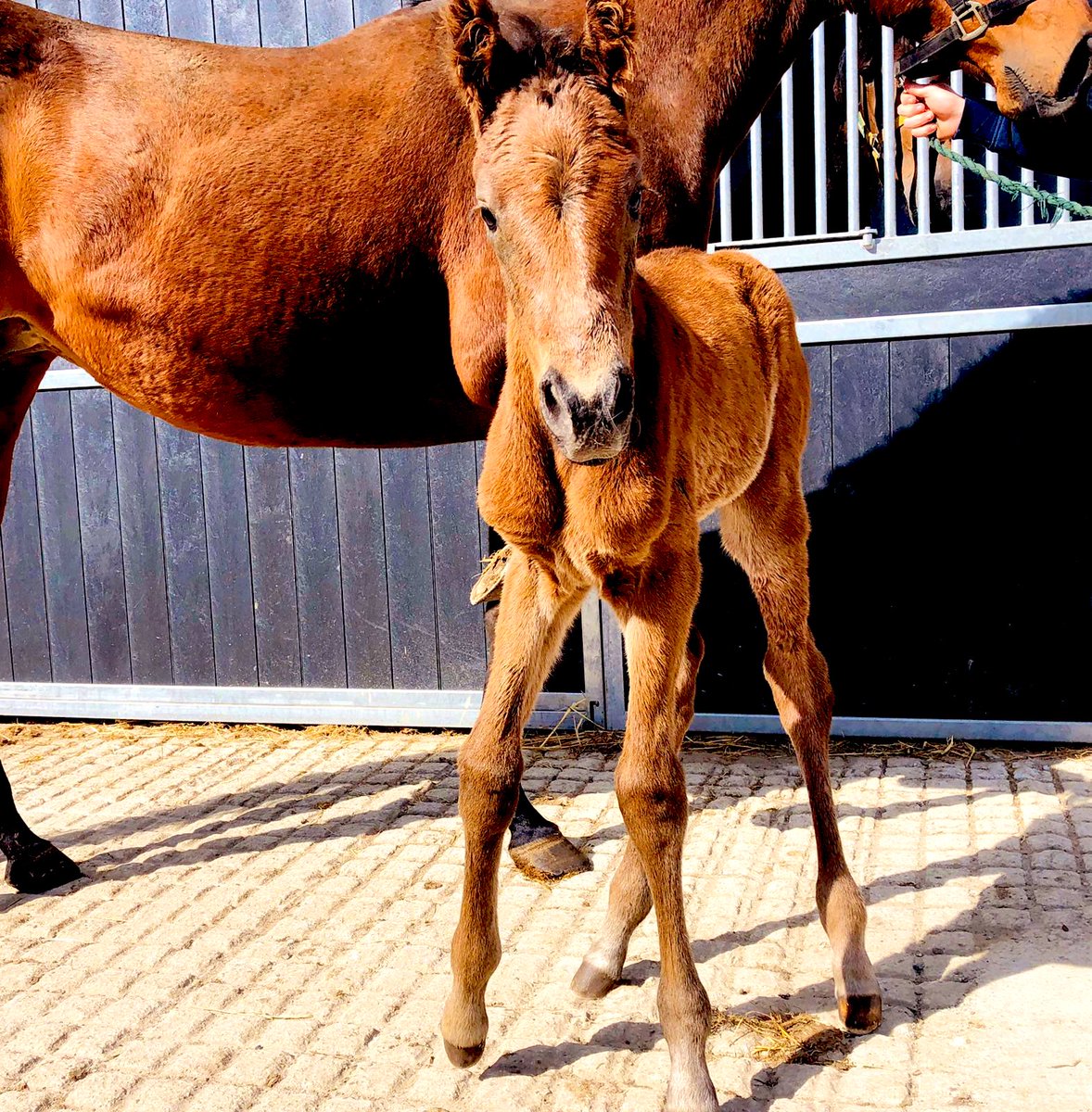 titti_84's tweet photo. Filly from Bobby’s Kitten x Human (Blame) #ballinasislastud #allevamentolegi #bobbyskitten @foals @Lanwades @richiefitz https://t.co/AM15YYdPLS