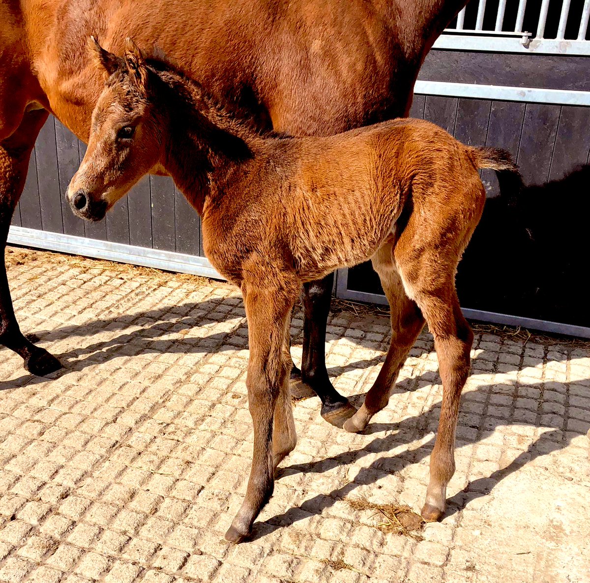 titti_84's tweet photo. Filly from Bobby’s Kitten x Human (Blame) #ballinasislastud #allevamentolegi #bobbyskitten @foals @Lanwades @richiefitz https://t.co/AM15YYdPLS