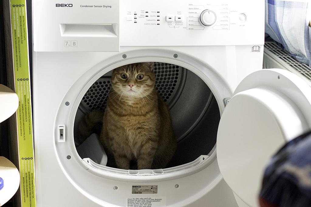 Ground control to Major Tom Cat