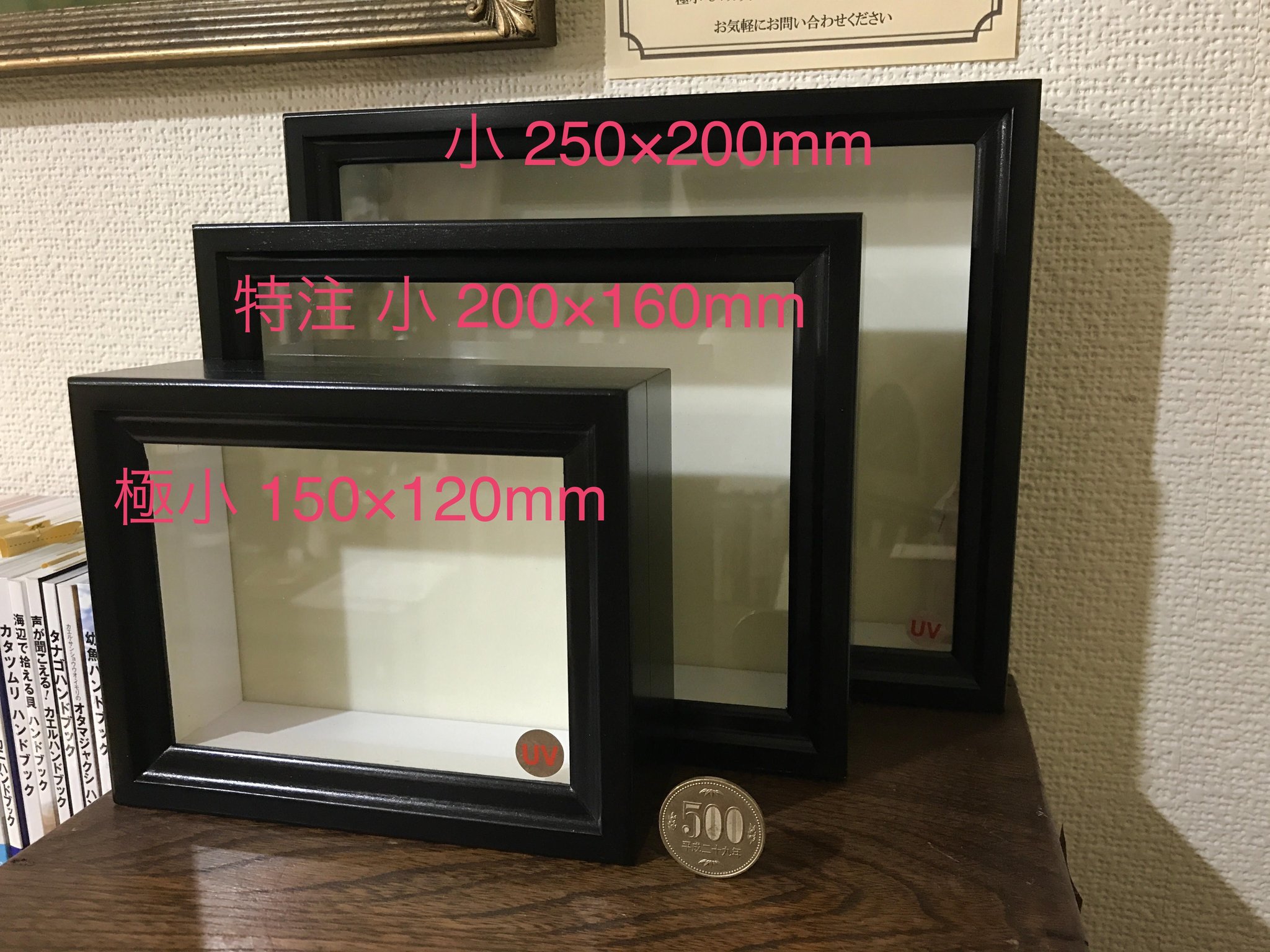 オナガミズアオ、オオミズアオ ドイツ標本箱入り 美品