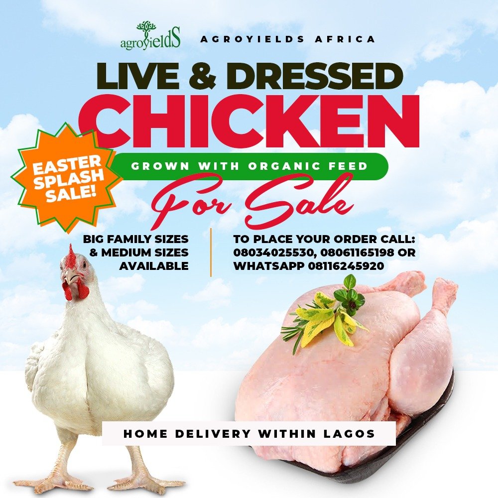 agroyields's tweet photo. Easter Sales Splash...!!! Get your Live and Dressed Chicken delivered to you in Lagos... Call: 08034025530 Or Whatsapp 08116245920

Grown with Organic Feed...

Big Family Sizes &amp; Medium Sizes Available...

#Trump #lagoslockdown #CutDataPrices #Merlin  #usaCoronavirus#Isolation https://t.co/LrAEMhmec9