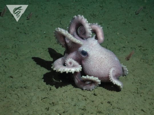 DAY 7: Some lockdown perspective - A  #deepsea  #octopus, Graneledone boreopacifica, broods its eggs for 53 months, and during this time she likely never even left them to eat. This is by far the longest known brooding period on Earth!   https://journals.plos.org/plosone/article?id=10.1371/journal.pone.0103437:  @MBARI_News