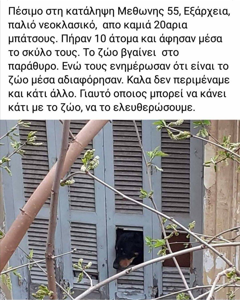 kinimatini's tweet photo. Γνωρίζει κάποιος αν το σκυλάκι είναι μέσα ή αν έχει απεγκλωβιστεί? #antireport #zoosos https://t.co/OvcAdTpdiI