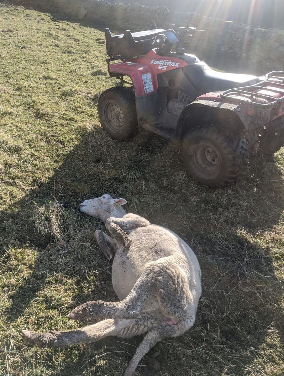 JWalton12267995's tweet image. b aware - Lost 3 sheep this week with twin lambs ready 2 pop early next month, so 9 lives lost &amp;amp; cause of death is from people not keeping their dog on a lead &amp;amp; being ignorant while walking through my farm. Dogs r predators in my sheep's eyes &amp;amp; it stresses the hell out of them