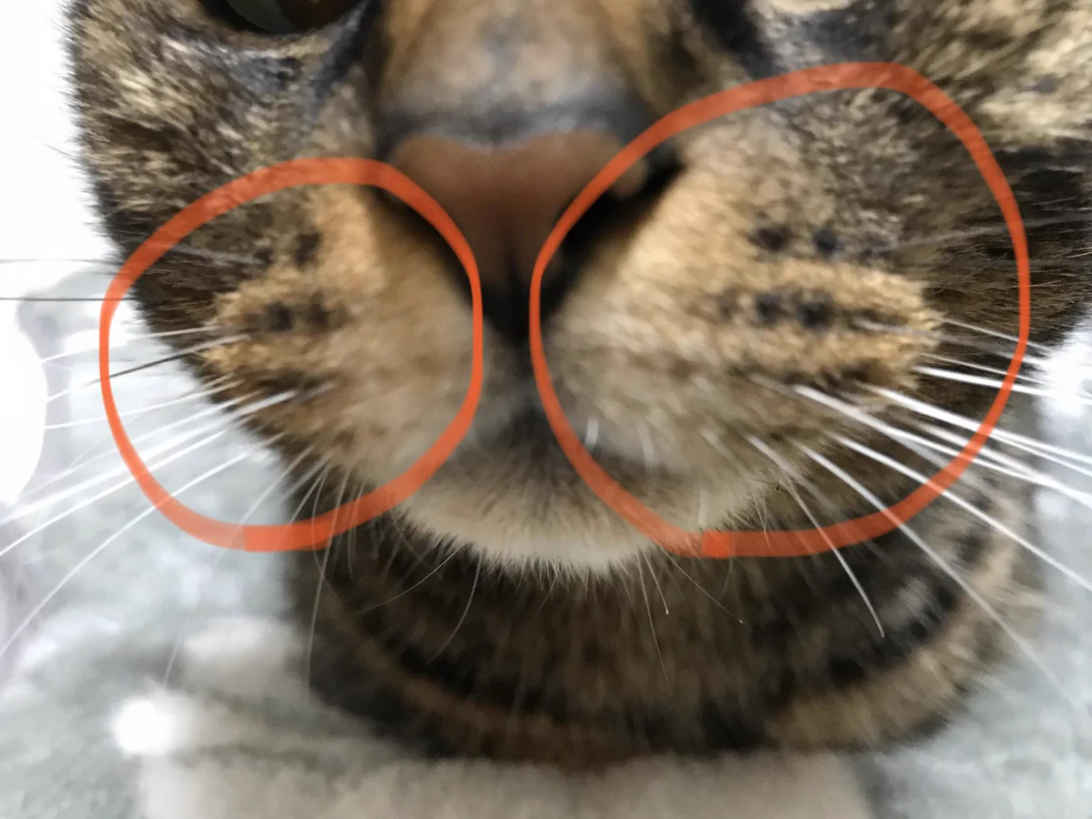 猫の口元にある、あの膨らんだ部分！こんな名前があるって知ってる？