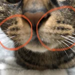 猫の口元にある、あの膨らんだ部分!こんな名前があるって知ってる？