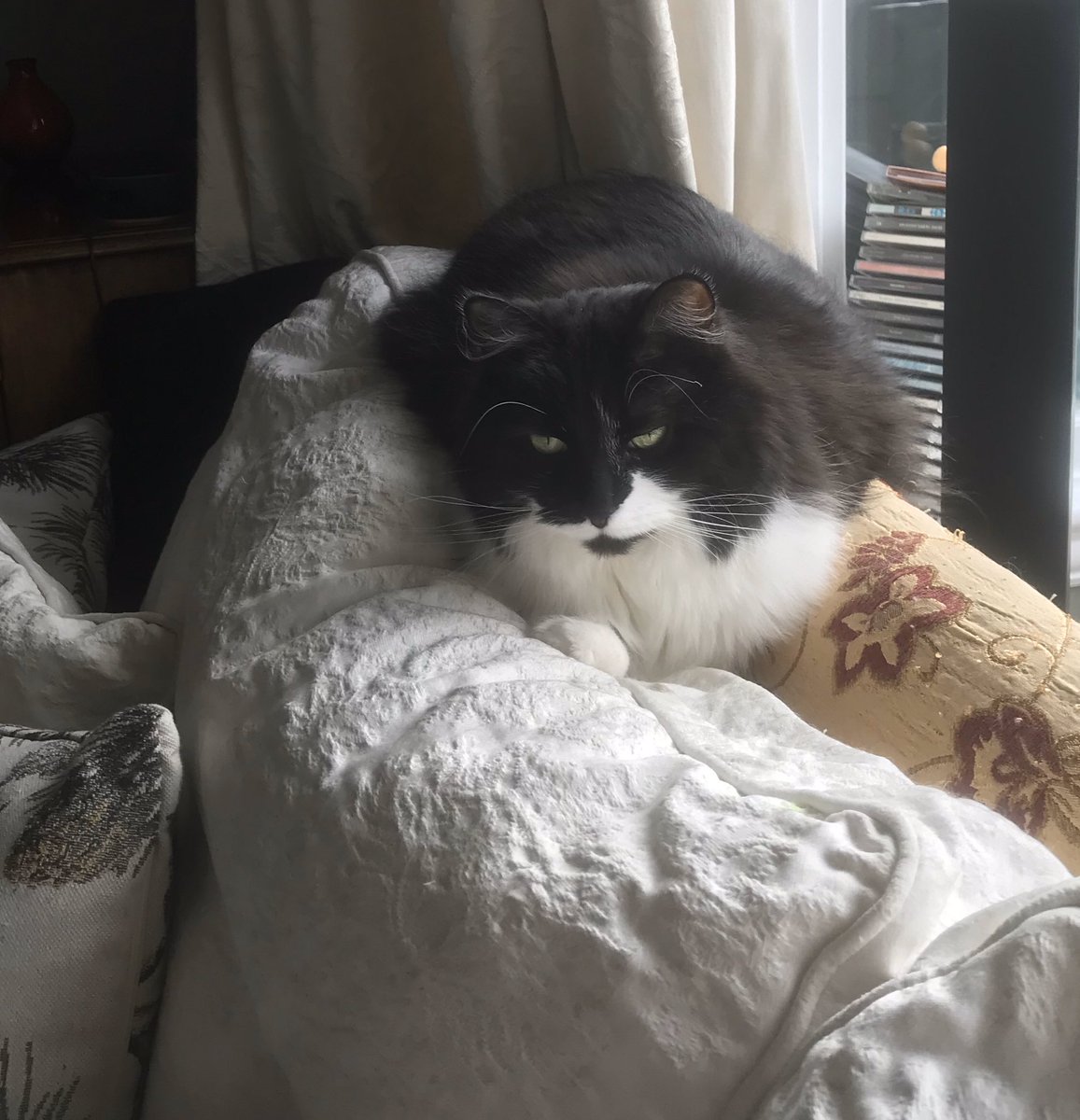 All very strange - it seemed like a normal #kittyloafmonday with mum doing all the normal things but instead of leaving us she has settled down with laptop 💻🙀😸😸. We can look after her if she is at home 🏠. Take good care and stay safe all💕🐾💕🐾 #CatsOfTwitter #StayAtHome