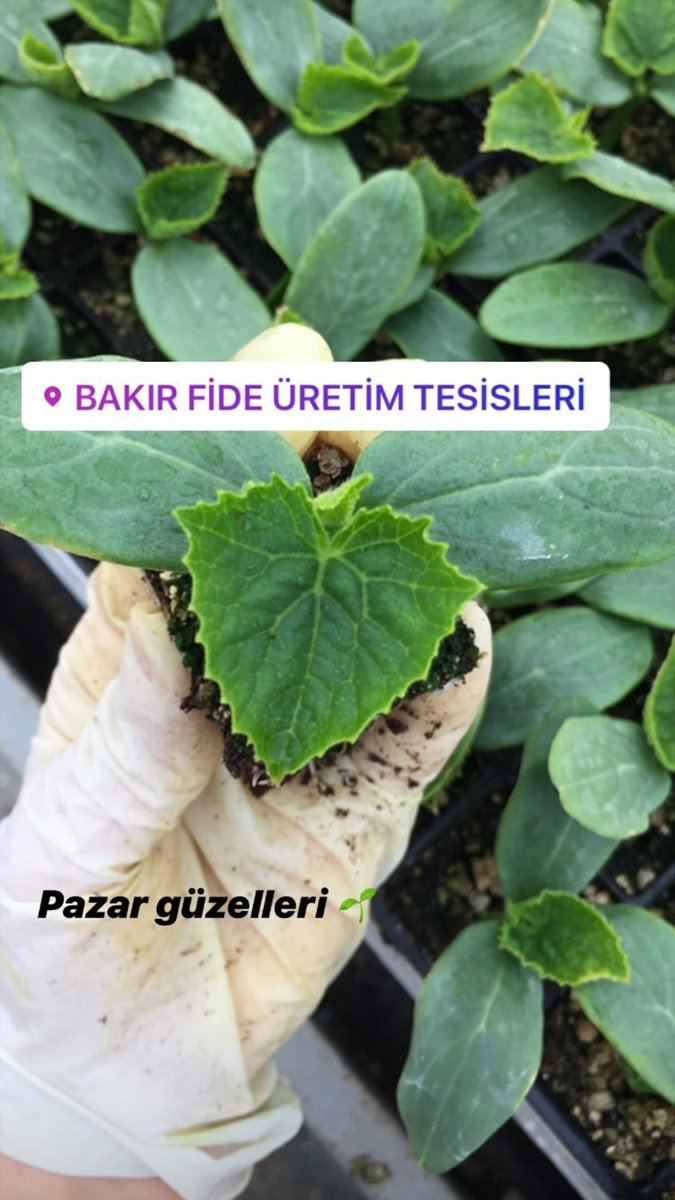 Üretime devam <a href="/bekirpakdemirli/">Dr. Bekir Pakdemirli</a>
#fide
#amasya
#EvdekalEvdekal