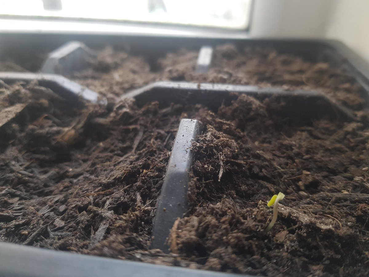 EmCarboni's tweet photo. Woohoo! Day 8 after sowing #lettuce, #Cosmos 'Purity' and 'Candy Stripe' all doing great and first #tomato 'Ailsa Craig' popping up π #happydays #plantmomma #seedings #windowsillgrowing #keepcalmandcarryongardening https://t.co/8N1WhL8MSw