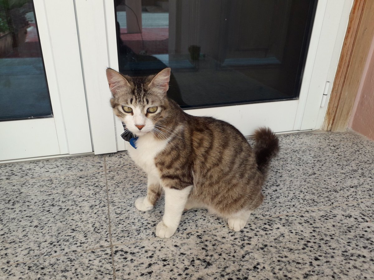 CatsCompound's tweet photo. @AlanSla90124663 @SoxandD @NatInPerth2020 @Mrs_J_Bananas @JenniferBMorri2 @KeenV1964 @JLHerms @msuamie @BelvidereCats @jane_troake @RothesayTownCat @aka_layla @RoxyAndToby @TheCatZeppelin @TommyTheGinger1 Thanks Olly, sending the right back to you from #MrLT, #LittleMissTutTut, #TilleyTuxie & all the compound kitties 😻🐾 https://t.co/WAb8pzyp4Z