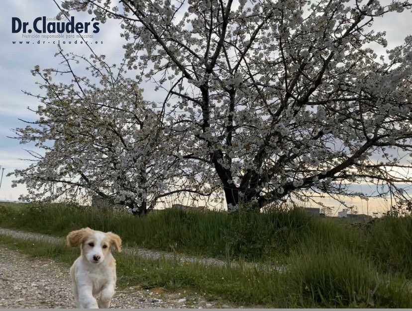 DrClauderES's tweet photo. Nala os desea feliz lunes! #Covid_19 #cuarentena #drclauderspain https://t.co/zp06b0fyjq