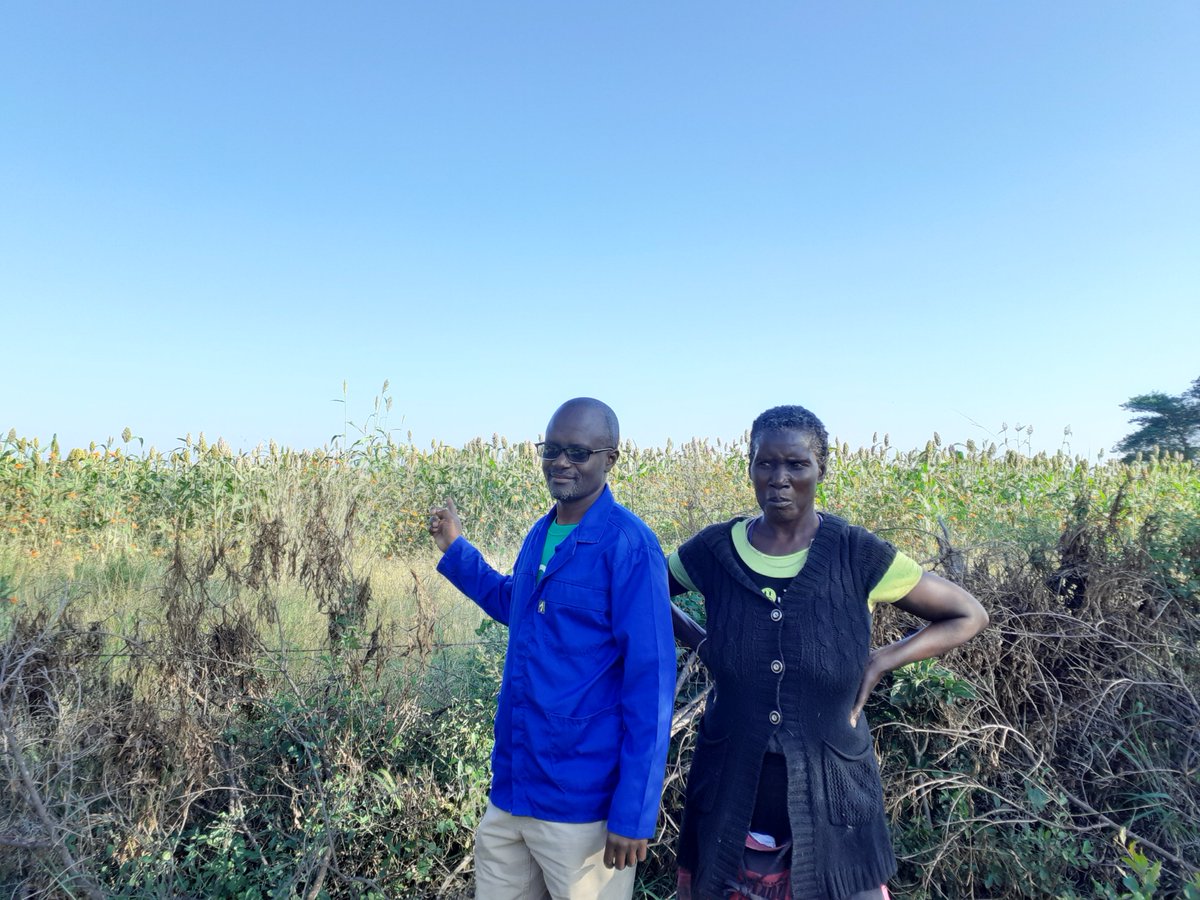 BuntuPvt's tweet photo. Dundubala sorghum crop#Shirikure now at soft dough stage,@USADF,#MELANA. Buntu Foods director (Godfree Mugumba) and Mrs Ndlovu at Nkomo's two HA sorghum field. 29.03.2020 https://t.co/cjshdbPFe6