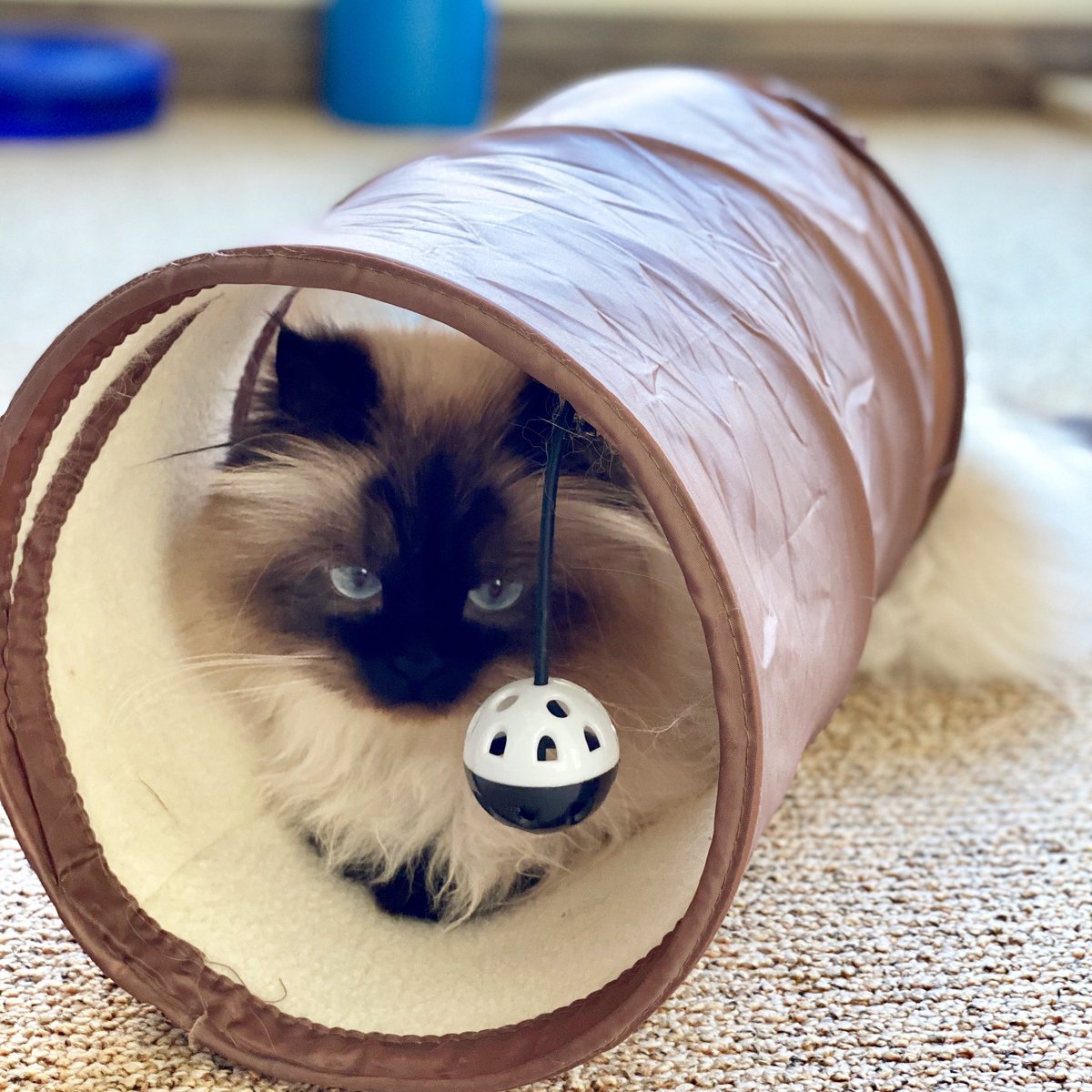 PoppyTheAdopted's tweet photo. I’m hiding in my really big tunnel!! 

#catsoftwitter #cats_of_twitter #himalayan #catshiding https://t.co/VnMHMpVuuH