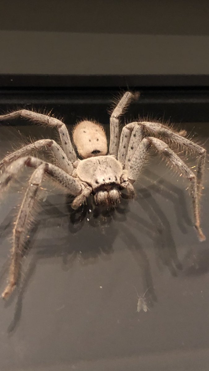 VanessaPirotta's tweet photo. Guess who’s back? Back again. #huntsmans back! My little visitor in #Isolation.
#huntsmanspider #australia #spider #SelfIsolation #IsolationLife #StayHomeAustralia https://t.co/ZTgJLuXvcP