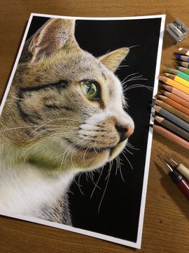 色鉛筆で描かれた猫 が驚くリアルさ 目が本当にきれい 見れば見るほど細かい の声 ねとらぼ