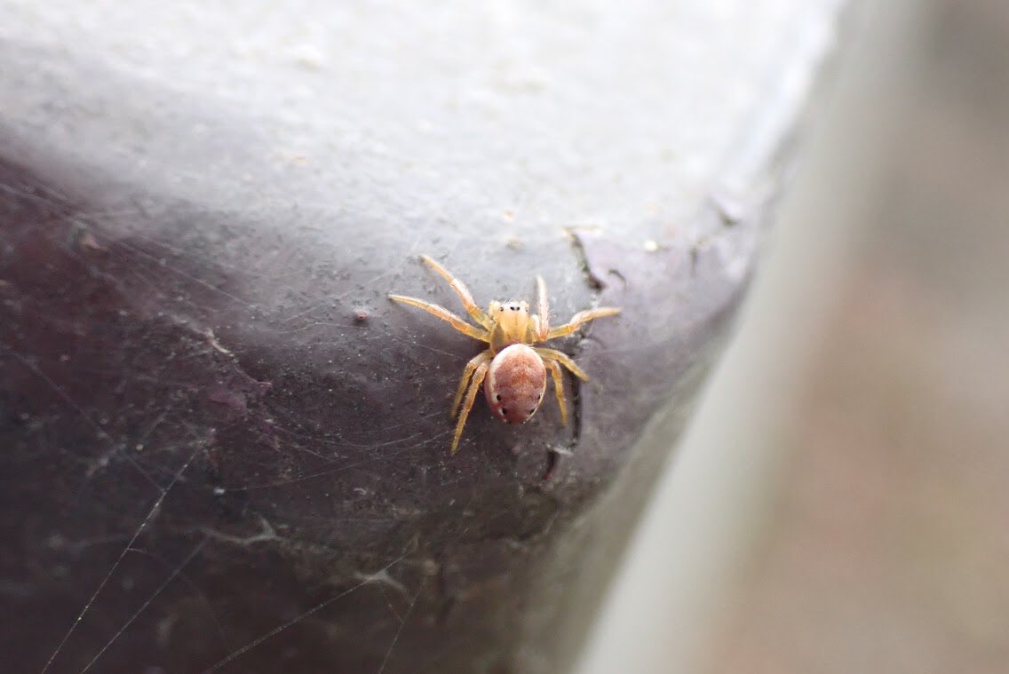 アマヒタキ ムツボシオニグモ 緑色のクモというイメージを持っておりましたが 褐色タイプもいるそうです しかも季節によって色が変わるのだとか そろそろ緑色の個体が出てくる時期 コガネグモ