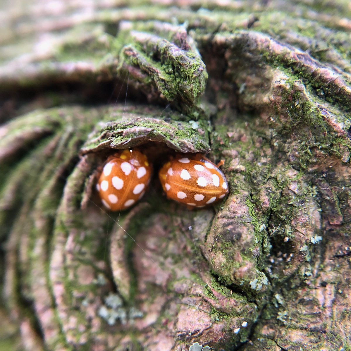 Q: How did you become an entomologist?A: (3/4) This led me to study for a Masters degree in  #Entomology  @HarperAdamsUni. I diversified a bit and studied ladybirds for my thesis, thanks to  @EntoProf!