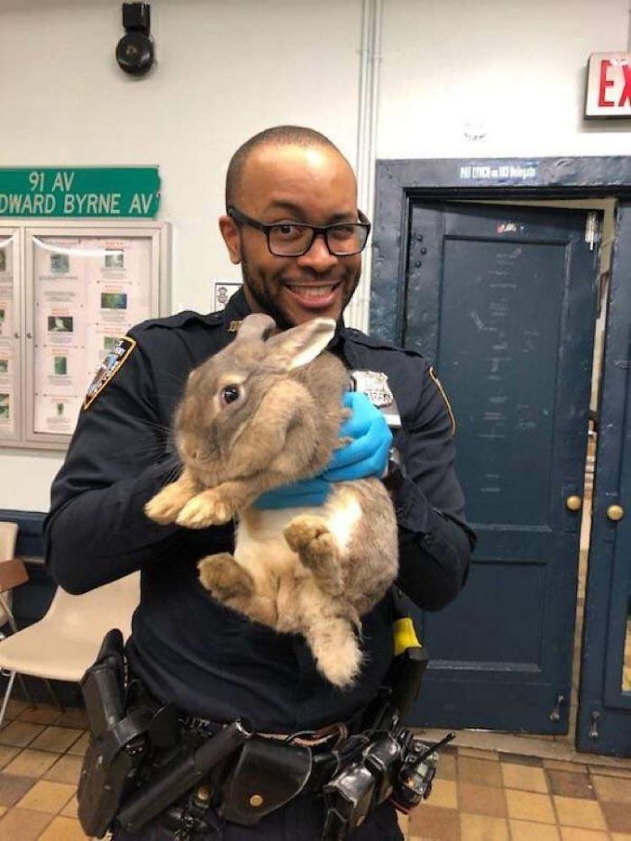 _positive_stuff's tweet photo. Here are some of the cutest and most wholesome photographs of animals that have been adopted this month ♥️🐶🐱

#goodnews #positivenews https://t.co/TWMnkbxSAN