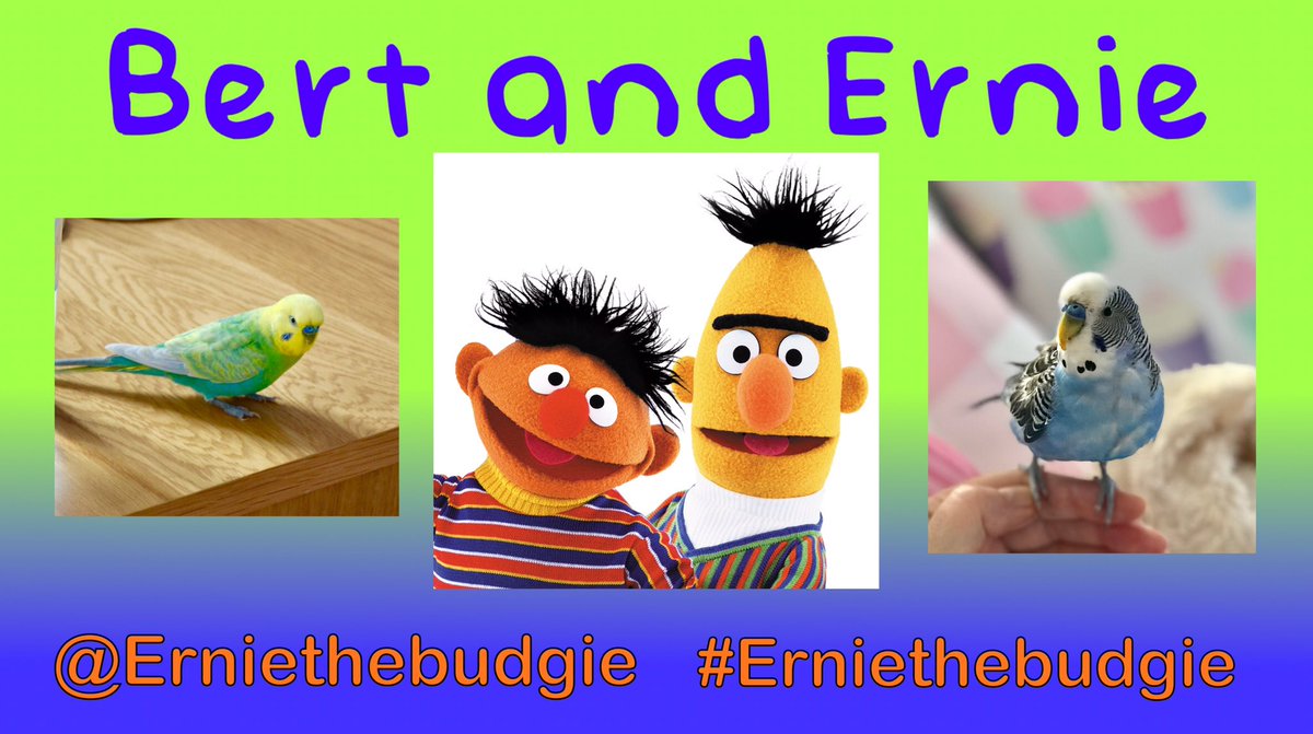 Ernie The Budgie (@Erniethebudgie) / Posts / X