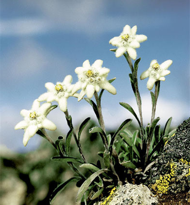 切ない花言葉 エーデルワイス アルプスに咲いている花 ドイツ語で エーデル を 高貴 ヴァイス を 白 と意味する 花言葉は 大切な思い出 T Co Lassm5ihzw Twitter