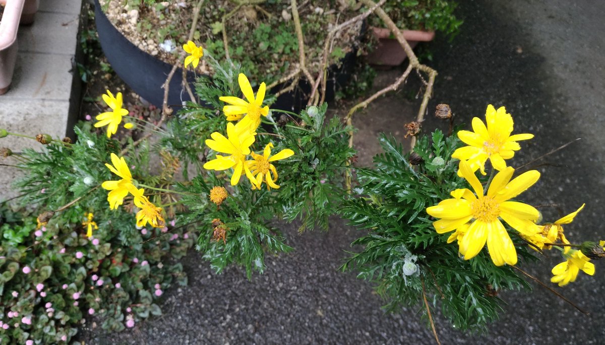 こころんグリーン در توییتر 知人宅の玄関にコリオプスデージーが 明るく咲いていました 秋から春まで鮮やかな黄色い花が開き続けます とても 目を引きます コリオプスデージー 黄色い花 花 春 春の花 園芸品種 園芸 ガーデニング 熊本市南区 熊本