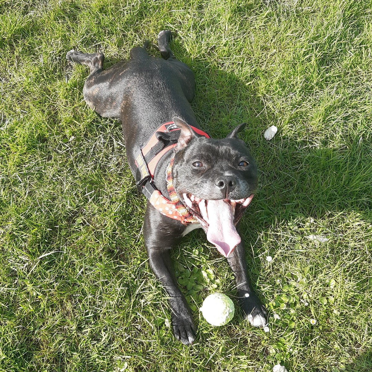WagsTiny's tweet photo. Is another good week for wagfriends! Many playtime and squishies to keep peoplefriends doing a happy.
#stayathome #stayhome #mondaymood #playtime #happydog #smileydog #staffy #staffie #staffordshirebullterrier #staffylovers #keepcalmandcarryon #dogsofinstagram #dogaccount https://t.co/v4vsHbqqNq