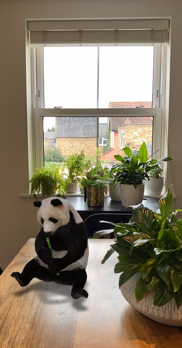 CaseyRutland's tweet photo. It’s #elevensies time!... #WFHwindows today includes overcast grey skies, houseplants and a Giant Panda courtesy of @Google #AR.

🤪 https://t.co/E3WtmdvZf9
