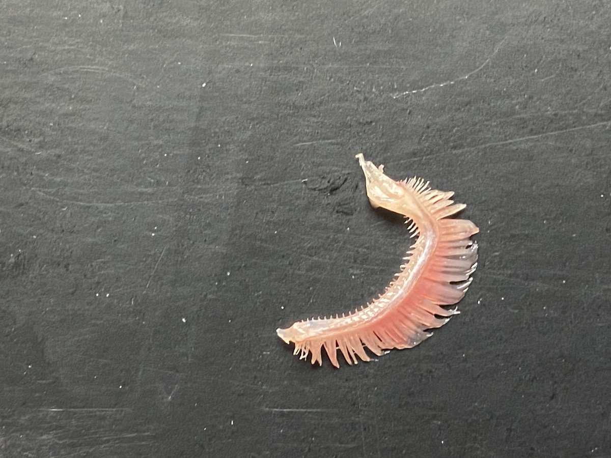 おおおおおおお 魚に詳しい皆様にご教授願いたいのですが、この ...