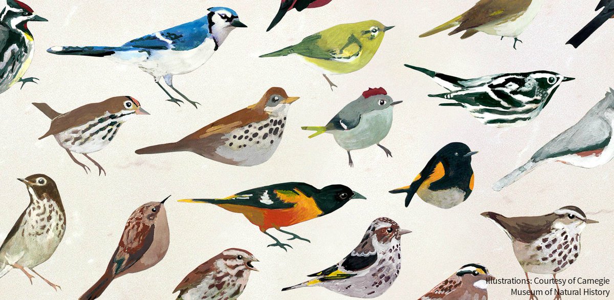 audubonsociety's tweet photo. Why wake up to a blaring alarm clock when birdsong is an option? https://t.co/IA6cEaDobc https://t.co/JJRHl2ggbf