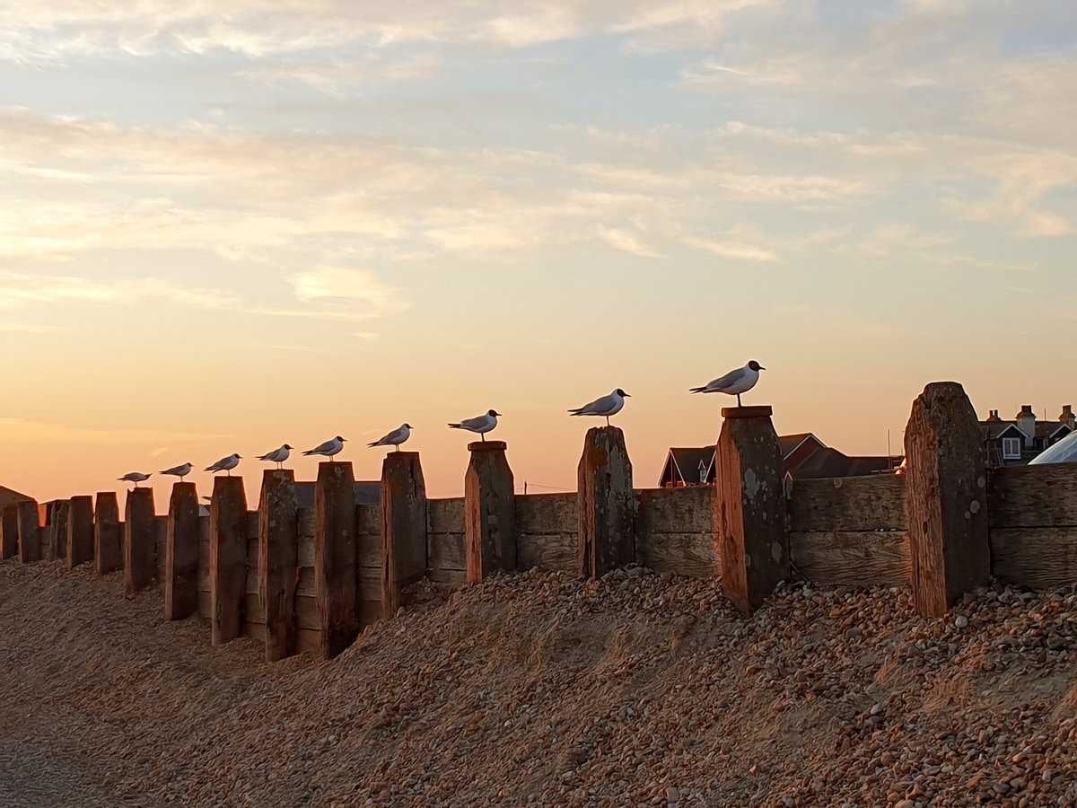 portsmouthnews's tweet photo. Nice to see the seagulls practicing social distancing! Hayling at sunset, when I was out taking my dogs for their one walk of the day. Picture: Ella Cotton https://t.co/xRJW7muTmb