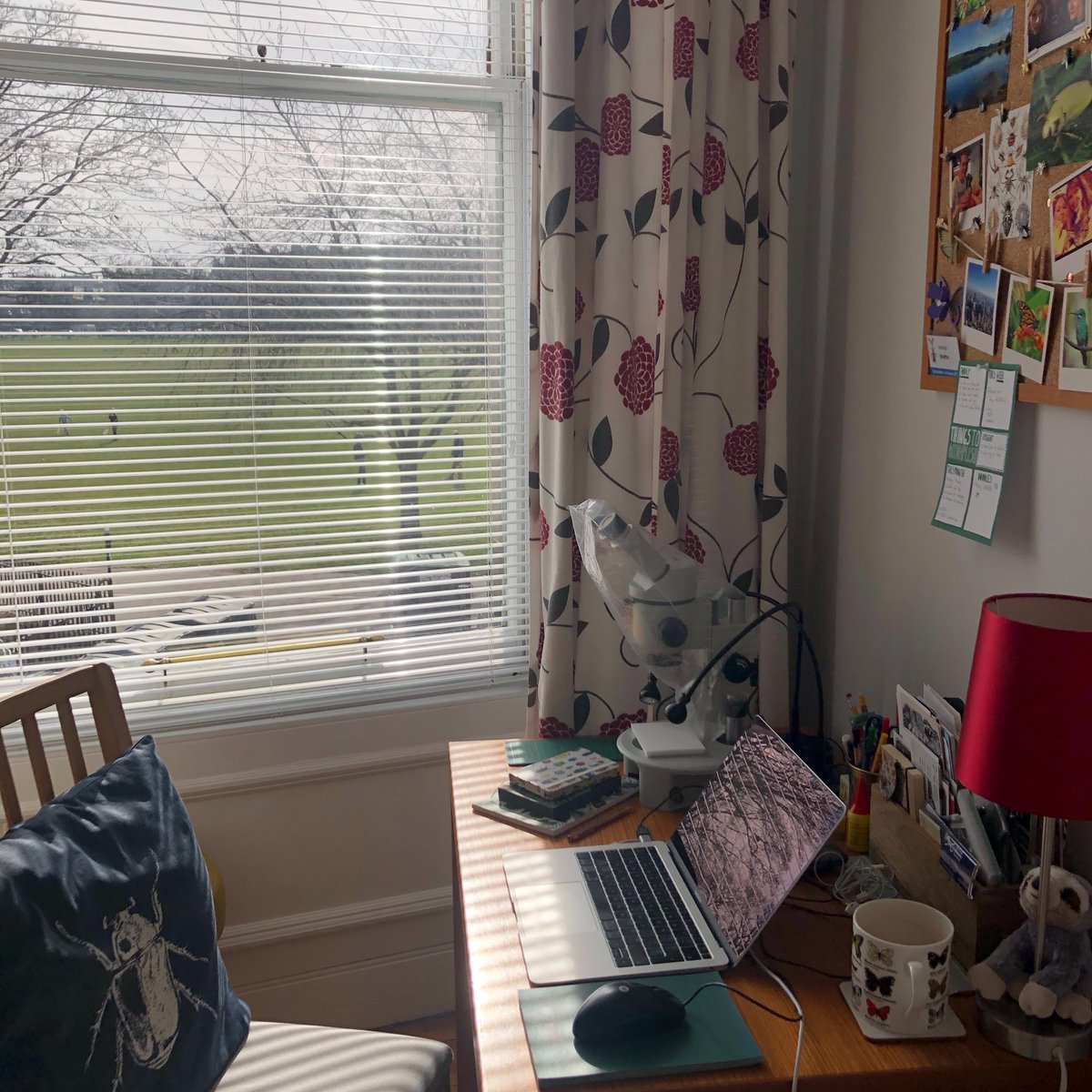 Q: How are you working from home?A: This is my  #WorkingFromHome setup. Key items are my laptop and microscope. At the moment I’m working on a collaborative publication on  #CarrionBeetles…