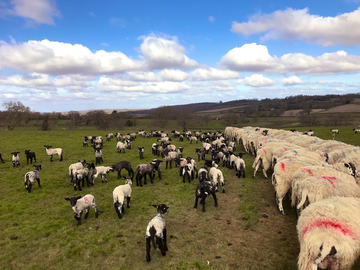 Social distancing not happening here sorry #lambing2020 #Covid_19