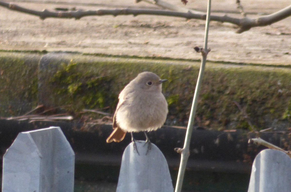 Sam (@crackedbrummie) on Twitter photo Week one of lockdown completed. Today the garden birdwatch took an unexpected turn <a href="/ladywalk_nr/">Ladywalk NR</a> <a href="/WestMidBirdClub/">West Midland Bird Club</a> <a href="/wizz15/">kevin whiston</a> Week one of lockdown completed. Today the garden birdwatch took an unexpected turn <a href="/ladywalk_nr/">Ladywalk NR</a> <a href="/WestMidBirdClub/">West Midland Bird Club</a> <a href="/wizz15/">kevin whiston</a>