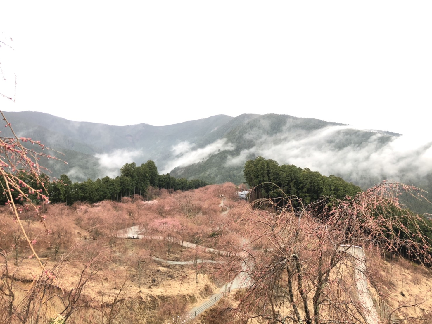 高見の郷 4 1開園に向けた準備が始っております 3 30時点の開花状況ですが 早咲きの桜は開花し始めております 高見の郷は予定通り4 1の開園となります 高見の郷 桜 千本桜 東吉野 奈良 天空の庭