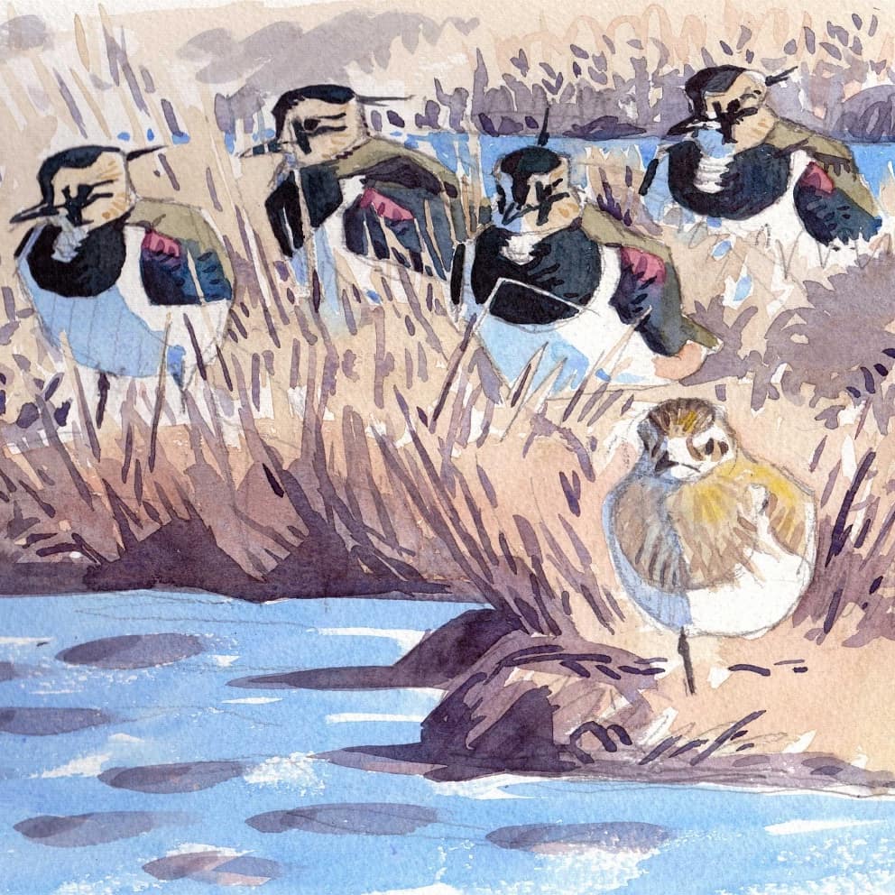 richardallenart's tweet photo. Lapwings are a favourite subject of mine, so characterful, boldly patterned and change colour in different lights, can't resist sketching them @RSPBMinsmere @RSPBbirders @artpublishing @EssexBirdNews https://t.co/ZONcRY2pH8