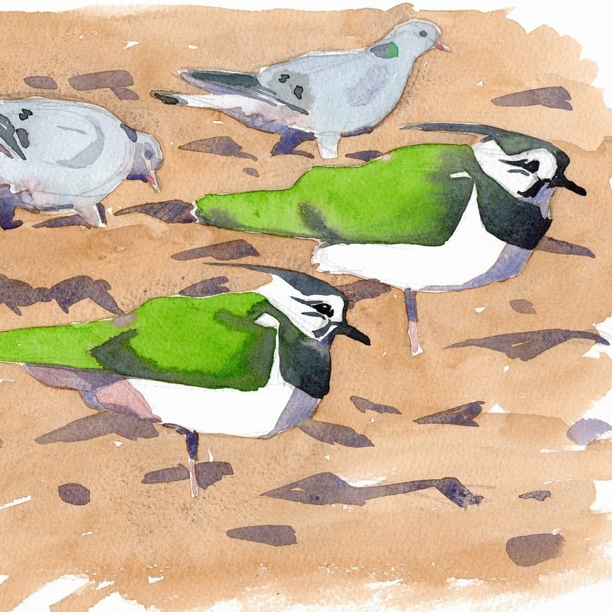richardallenart's tweet photo. Lapwings are a favourite subject of mine, so characterful, boldly patterned and change colour in different lights, can't resist sketching them @RSPBMinsmere @RSPBbirders @artpublishing @EssexBirdNews https://t.co/ZONcRY2pH8