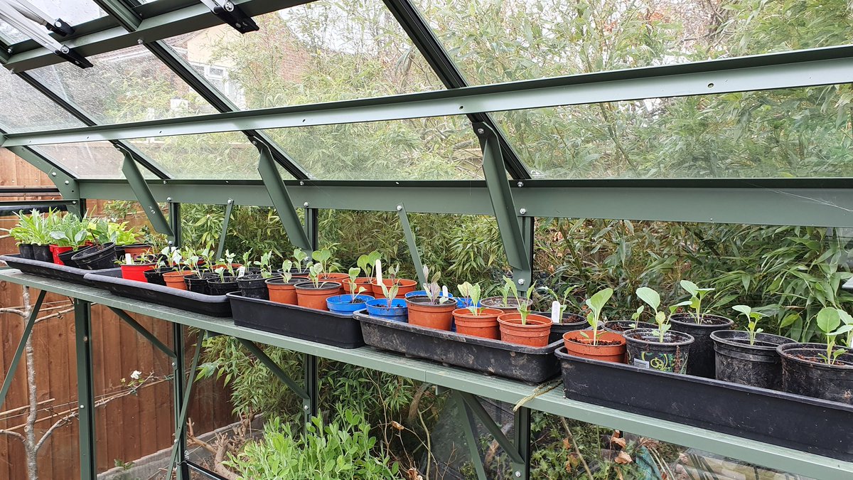 Operasteve1's tweet photo. Coming along nicely in the kitchen garden and greenhouse
#lockdownweek2 #growyourown #kitchengarden #allotment https://t.co/kiFirBwn4J