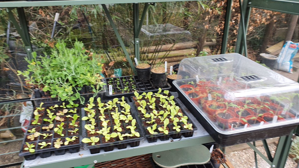 Operasteve1's tweet photo. Coming along nicely in the kitchen garden and greenhouse
#lockdownweek2 #growyourown #kitchengarden #allotment https://t.co/kiFirBwn4J