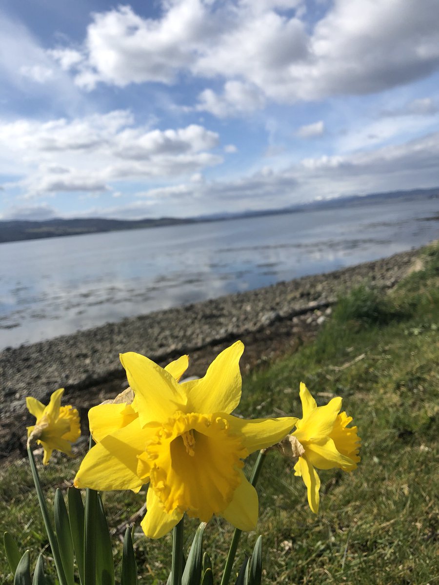 #beautiful #Daffodils on my #morning #walk welcomed me #today.  Back at my desk for #planning for #APRIL #Summer #movingforward #life #LifeGoesOn #StaySafe #stayhome @northhighland1 <a href="/JimAitken_FSB/">Jim Aitken</a> <a href="/InvernessChambr/">Inverness Chamber</a> <a href="/kimborob30/">Kim Robertson</a> @New_Start_High <a href="/HBWC/">HBW</a> #mbw