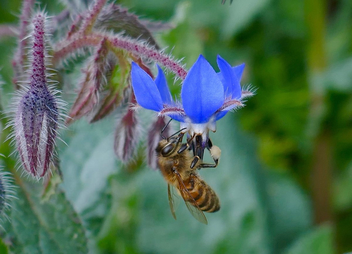 BrunoCignini's tweet photo. La natura non si ferma ... l’ape continua, infaticabile, a raccogliere il polline sulla borragine. https://t.co/gtor2KXDEW